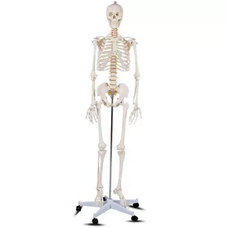 Anatomický model kostry se stojanem