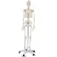 Anatomický model kostry se stojanem