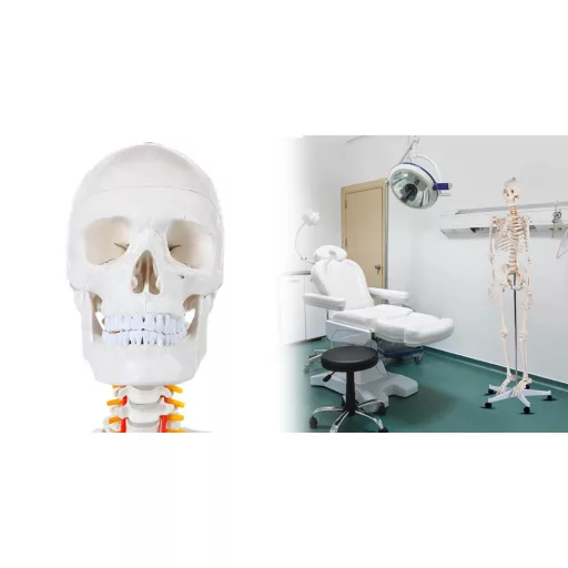 Anatomický model kostry se stojanem