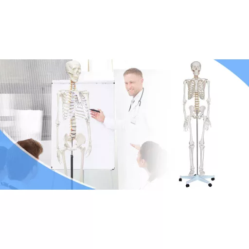 Anatomický model kostry se stojanem