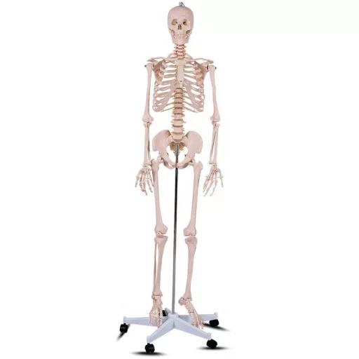 Anatomický model kostry se stojanem