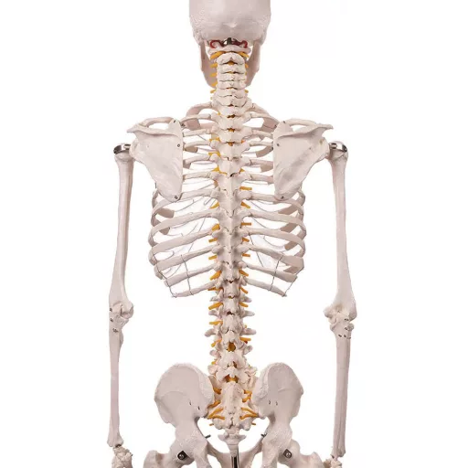 Anatomický model kostry se stojanem