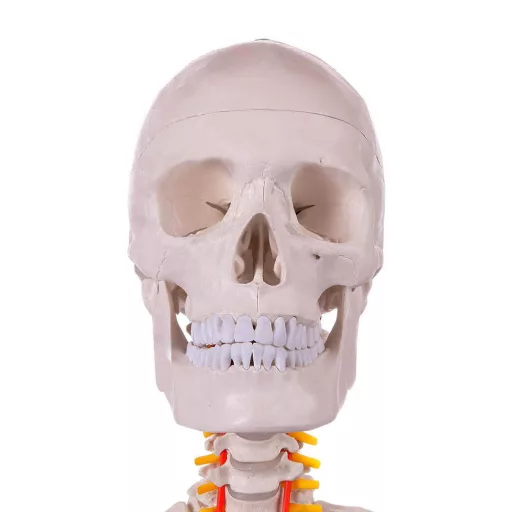 Anatomický model kostry se stojanem