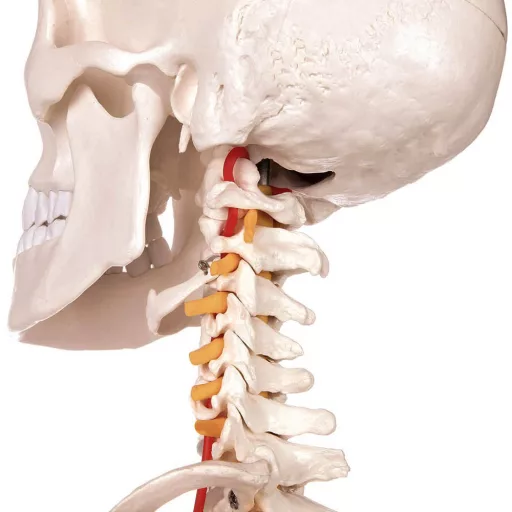 Anatomický model kostry se stojanem
