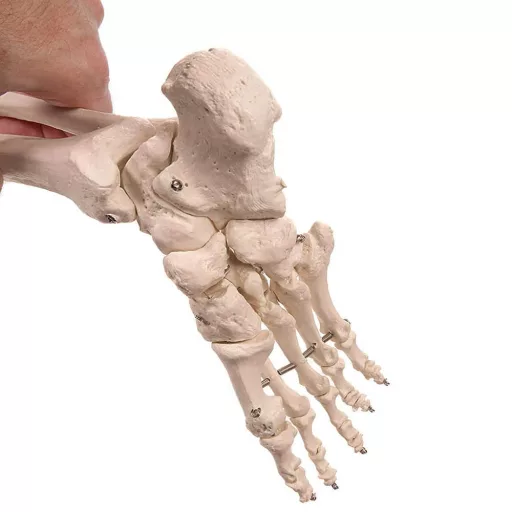 Anatomický model kostry se stojanem