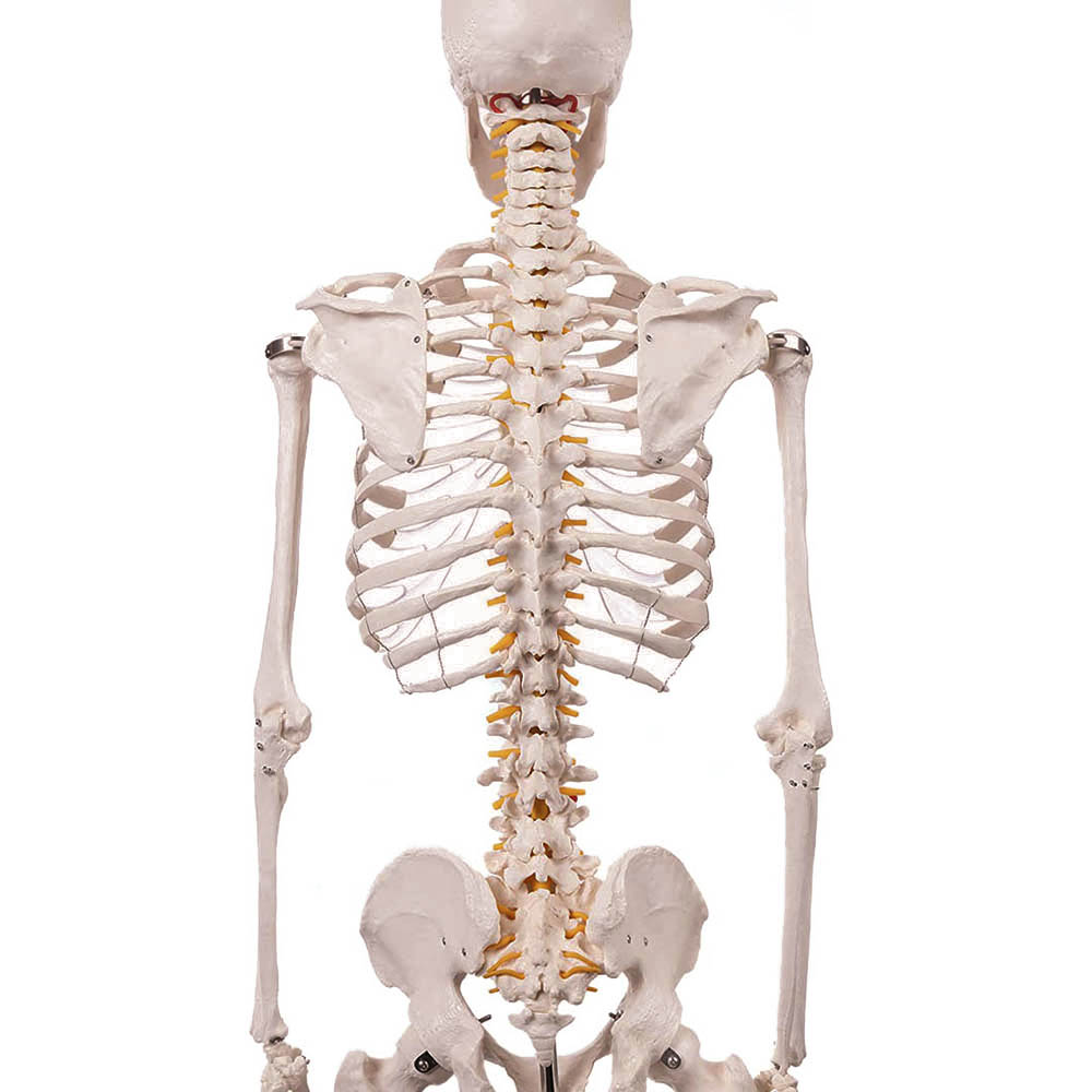 Anatomický Model Kostry Se Stojanem