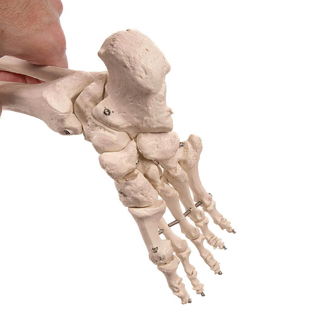 Anatomický Model Kostry Se Stojanem