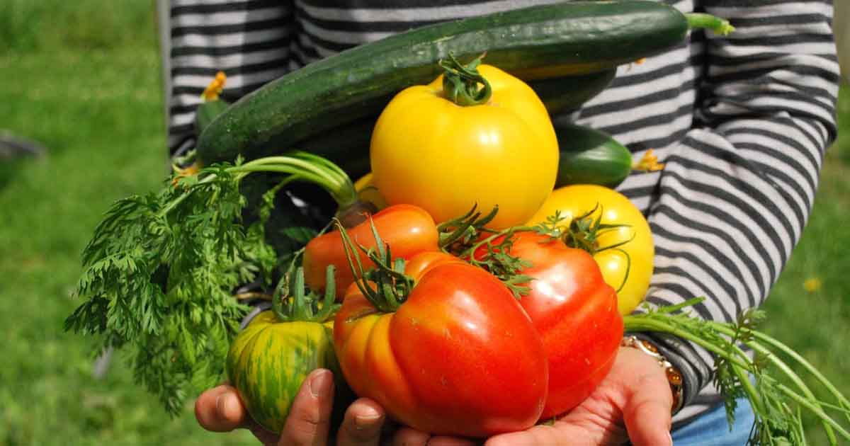 zeleninova-zahrada-pro-zacatecniky-a-pokrocile 