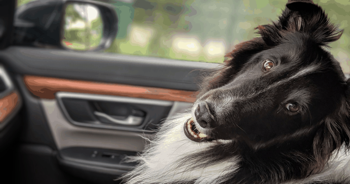 Přeprava psů - rady a tipy